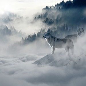 Meet your Posher, Imagine